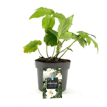 Anemone x hybrida 'Онорин Жобер'