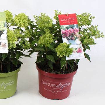 Hydrangea paniculata GARDENLIGHTS MIX