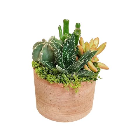 Järjestelyt Succulents