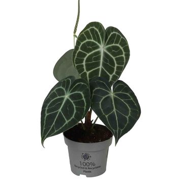 Anthurium clarinervium