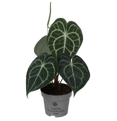Anthurium clarinervium