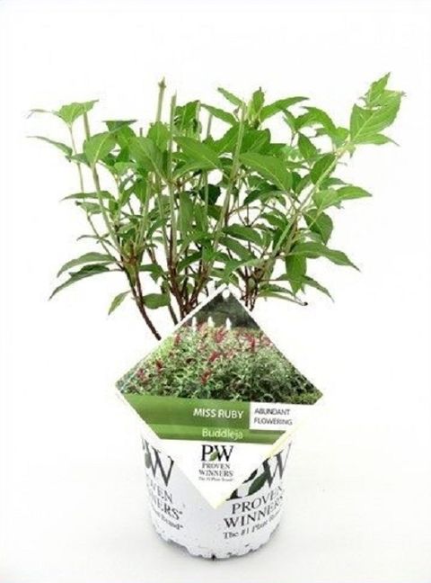 Buddleja 'Miss Ruby'
