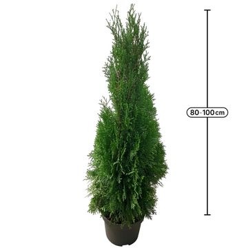 Thuja occidentalis 'Smaragd'