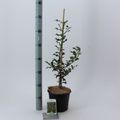Ilex aquifolium 'Alaska'