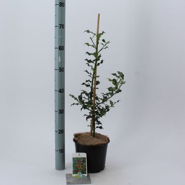 Ilex aquifolium 'Аляска'