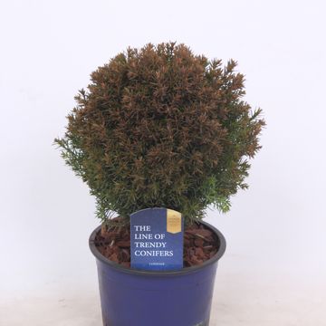 Thuja occidentalis 'Teddy'