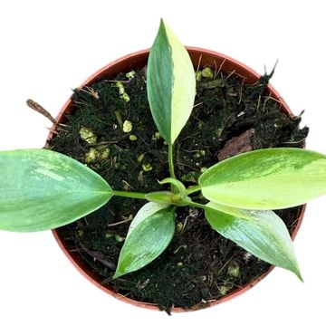 Philodendron FLORIDA BEAUTY