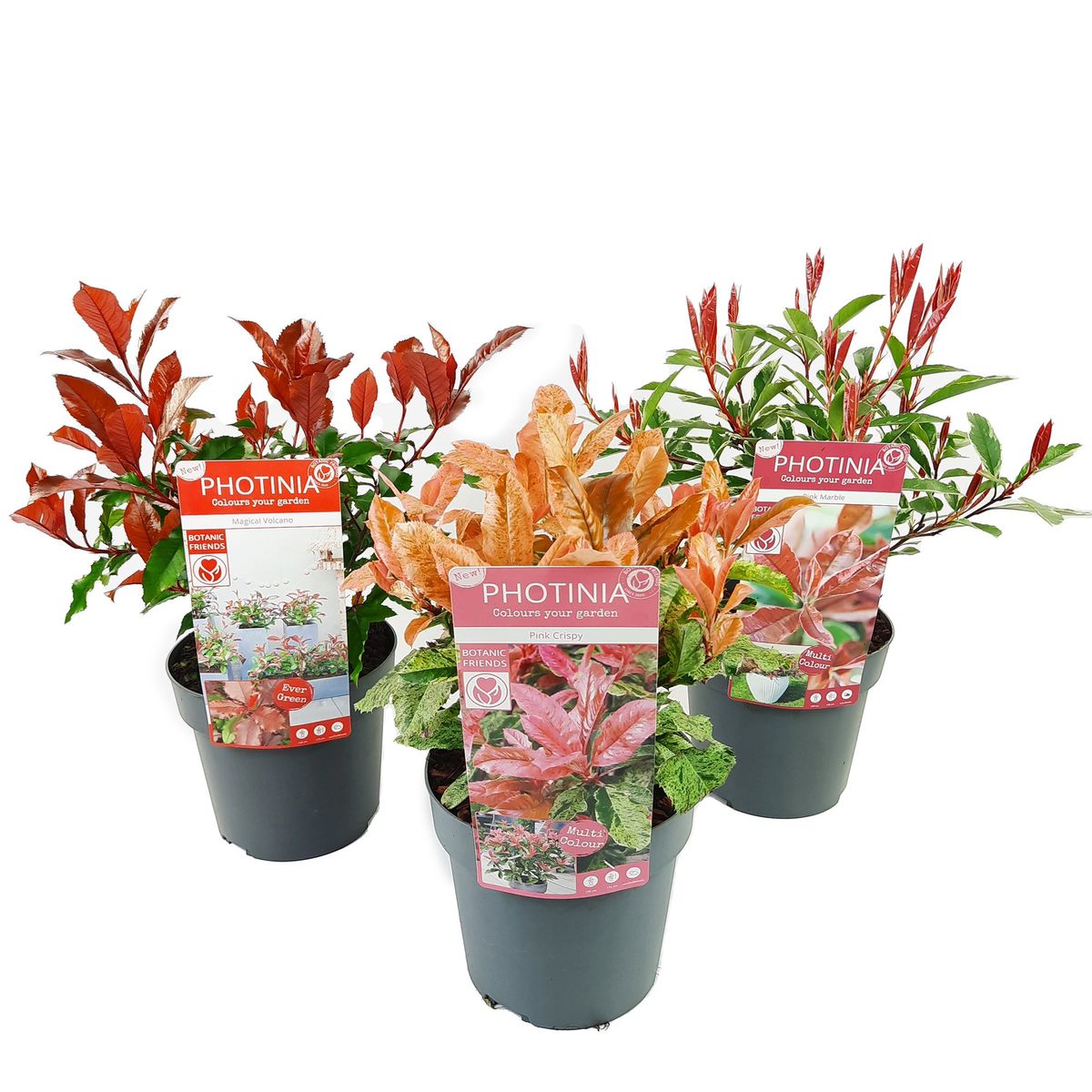 Photinia MIX — Plant Wholesale FlorAccess