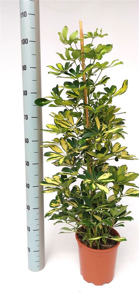 Schefflera arboricola 'Gold Capella'