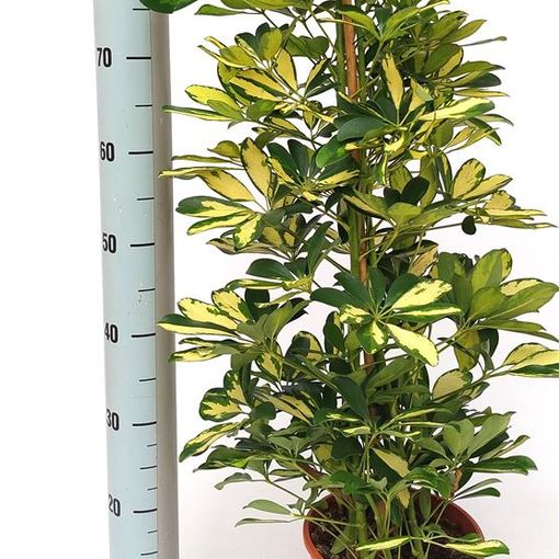 Schefflera arboricola 'Gold Capella'