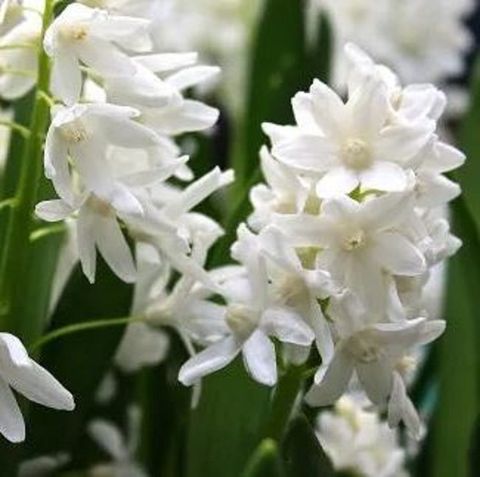 Puschkinia scilloides libanotica 'Alba'