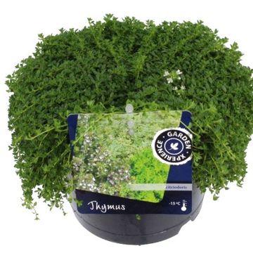 Thymus praecox 'Albiflorus'