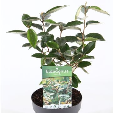 Elaeagnus x ebbingei