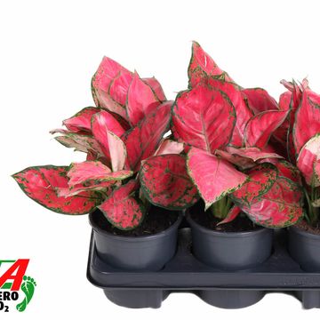 Аглаонема 'Beauty'