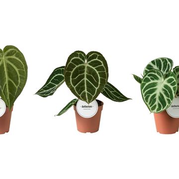 Anthurium MIX