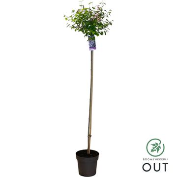 Syringa meyeri 'Palibin'