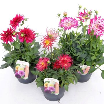Dahlia MIX