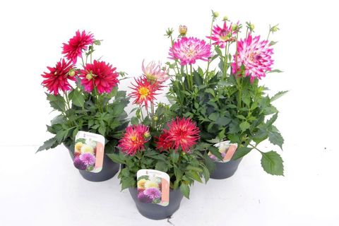 Dahlia MIX
