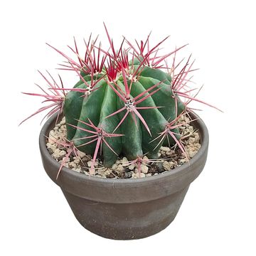 Ferocactus stainesii