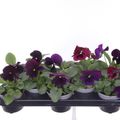 Виола x wittrockiana COLOSSUS F1 PURPLE WITH BLOTCH