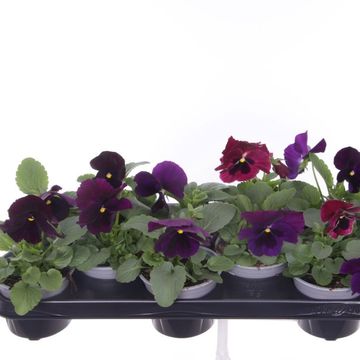 Viola x wittrockiana COLOSSUS F1 PURPLE WITH BLOTCH