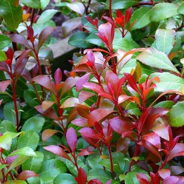 Pieris japonica 'Little Heath Green'