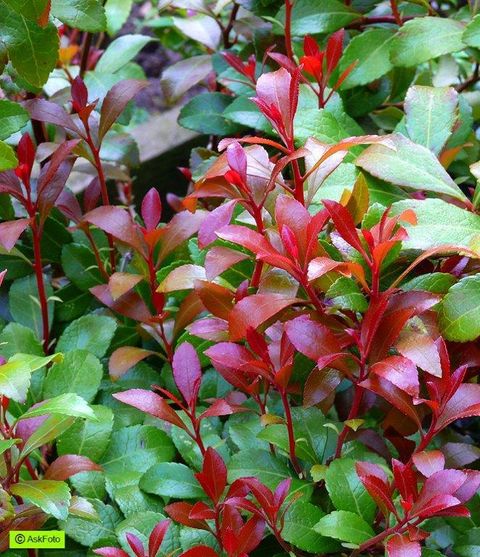 Pieris japonica 'Little Heath Green'