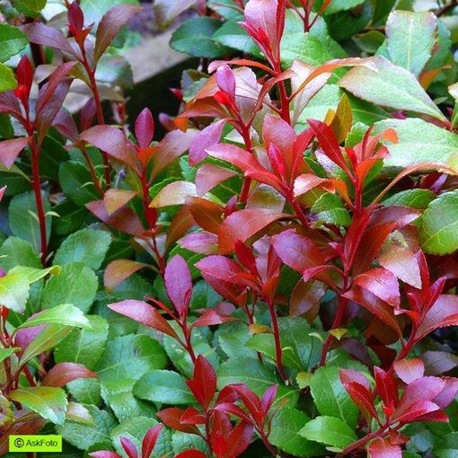 Pieris japonica 'Little Heath Green'