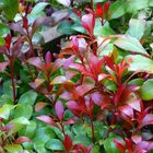 Pieris japonica 'Little Heath Green'