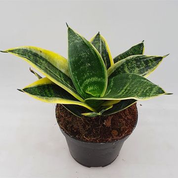 Sansevieria 'Glimmering Star'