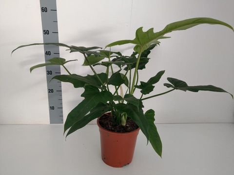 Philodendron 'Nadja'