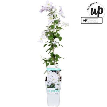 Clematis 'White Prince Charles' (LL)