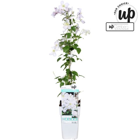 Clematis 'White Prince Charles' (LL)