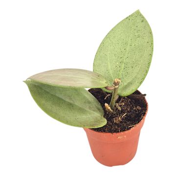 Hoya parasitica 'Heart Leaf Silver'