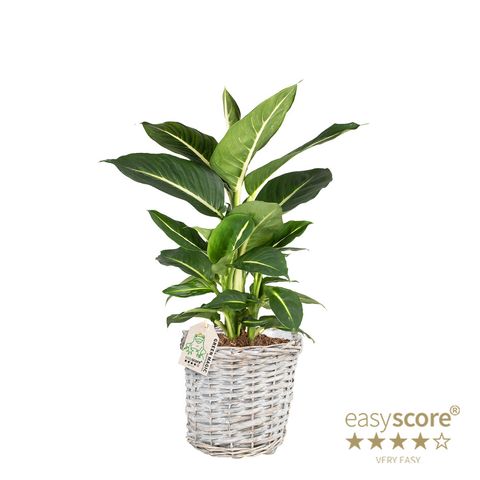 Dieffenbachia 'Green Magic'