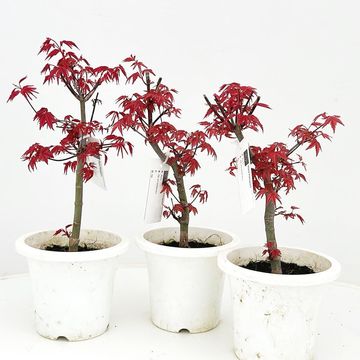 Acer palmatum 'Deshôjô'