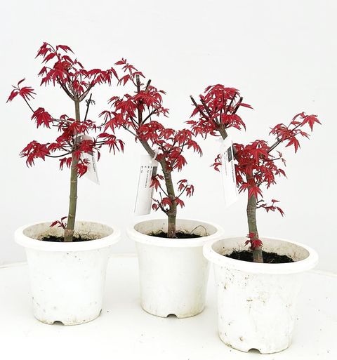 Acer palmatum 'Deshôjô'