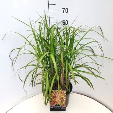 Miscanthus sinensis 'Flamingo'