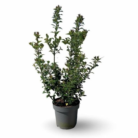 Ilex x meserveae 'Blue Maid'