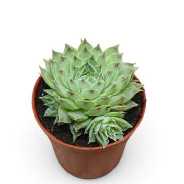 Sempervivum borissovae