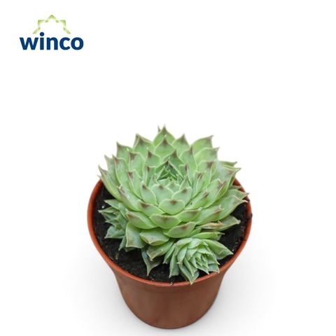 Sempervivum borissovae