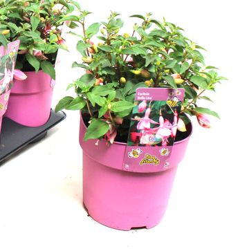 Fuchsia BELLA FUCHSIA SOPHIA