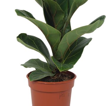 Ficus lyrata 'Bambino'