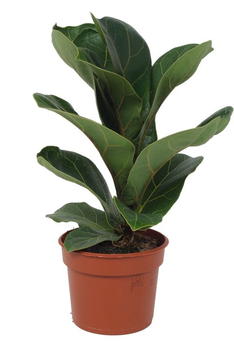 Ficus lyrata 'Bambino'