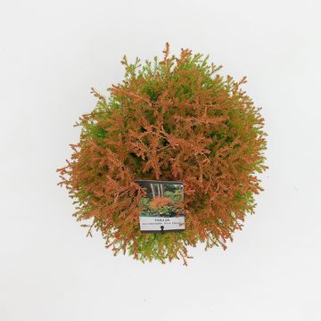 Thuja occidentalis FIRE CHIEF