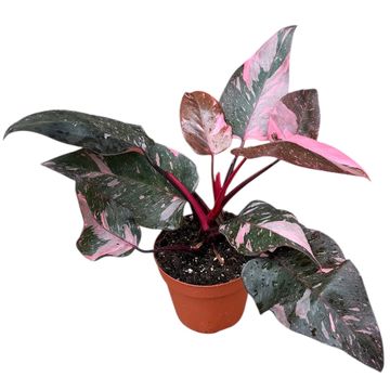 Philodendron 'Pink Princess Marble'