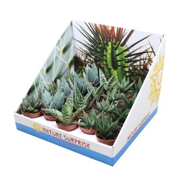 Сукуленти ALOE / HAWORTHIA MIX