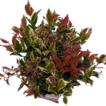 Leucothoe FIRESTAR