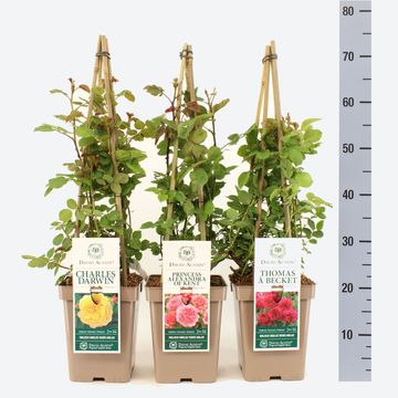 Rosa DAVID AUSTIN MIX