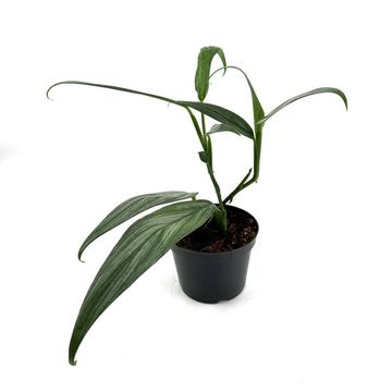 Epipremnum amplissimum SILVER STRIPE